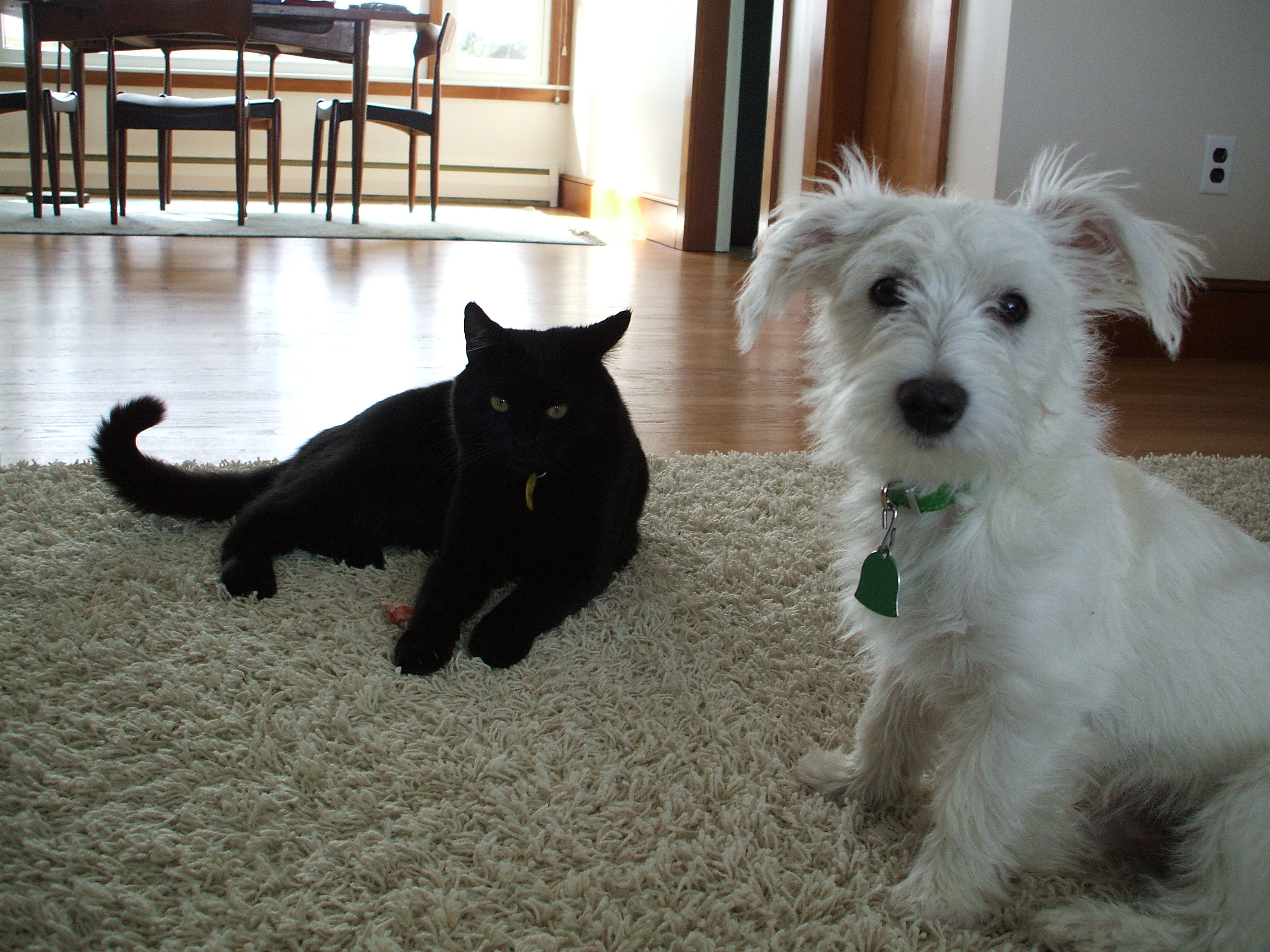 Jack n Louie, My inspiration for PetCopywriter.com PetCopywriter.com is inspired by Jack and Louie