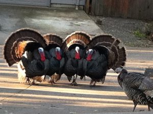 Turkeys trying to attract the female Turkey lessons about optimizing your pet website for SEO, visitors