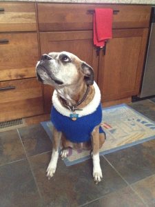 Brandi Holiday Sweater Happy Holidays from PetCopywriter.com