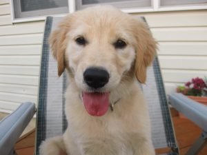 Mimosa the Golden Retriever Golden Retriever Blogging for Pet Business Marketing