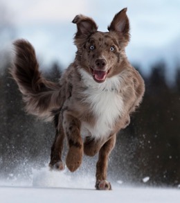 PetCopywriter.com veterinary b2b marketing zoomies dog